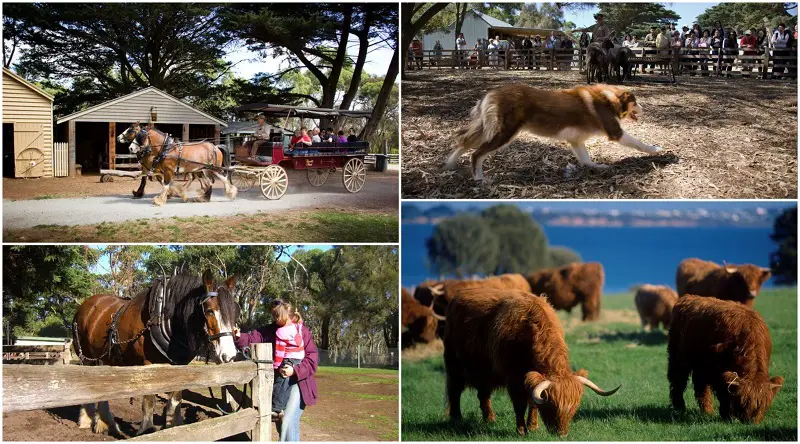 phillip island regional tourism summary